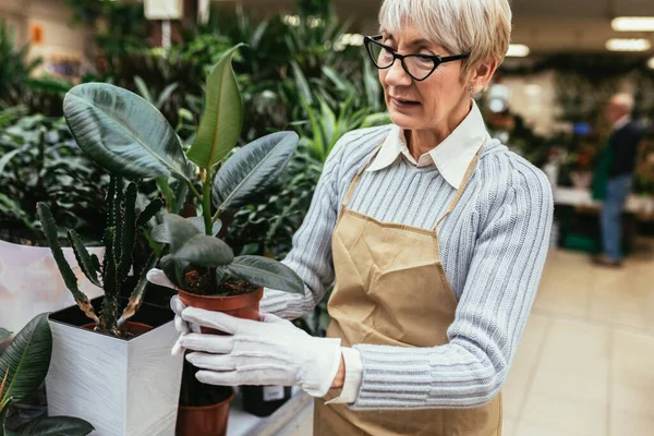 自分の花屋で高齢者の女性 小規模事業の概念 — ストック写真