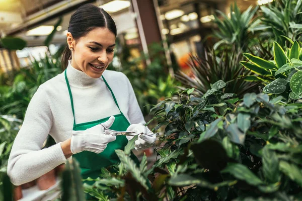 Mujer Florista Que Trabaja Una Tienda Flores Cuidado Una Planta — Foto de Stock