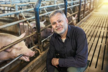 Veterinarian in the pig farm checking on the pig's health
