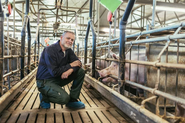 Veterinarian Pig Farm Checking Pig Health — Zdjęcie stockowe