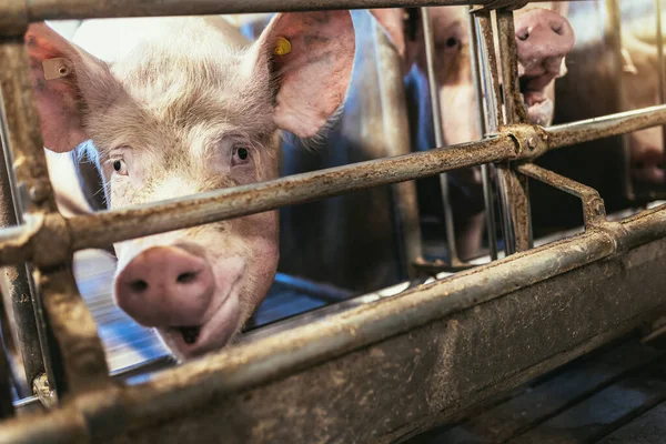 Des Porcs Engraissement Sur Gros Porc Reproducteur Commercial Regardent Les — Photo