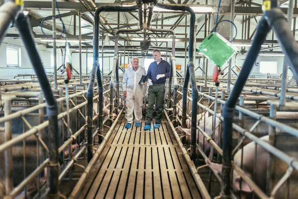 Senior Veterinarian Farmer Standing Pig Farm — 图库照片