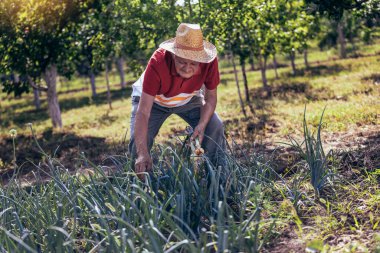 Senior man picking onion harvest from vegetable garden in village