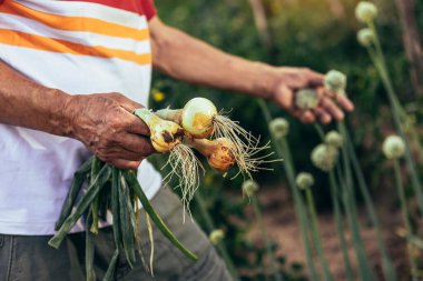 Senior man picking onion harvest from vegetable garden in village, close up.