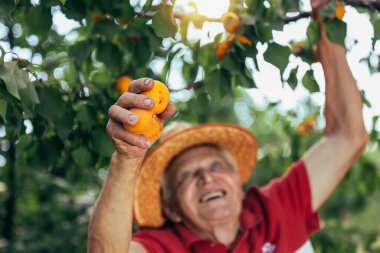 Meyve bahçesinden kayısı toplayan mutlu son sınıf öğrencisi, kaliteden memnun..