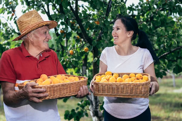 Happy Senior Man Adult Daughter Picking Apricot Orchard Satisfied Quality — Stock Photo, Image