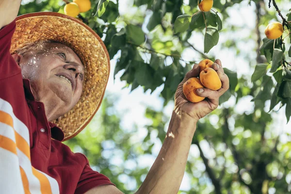 Happy Senior Man Picking Apricot Orchard Satisfied Quality — Stock Photo, Image