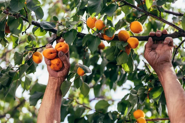 Happy Senior Man Picking Apricot Orchard Satisfied Quality — Stock Photo, Image