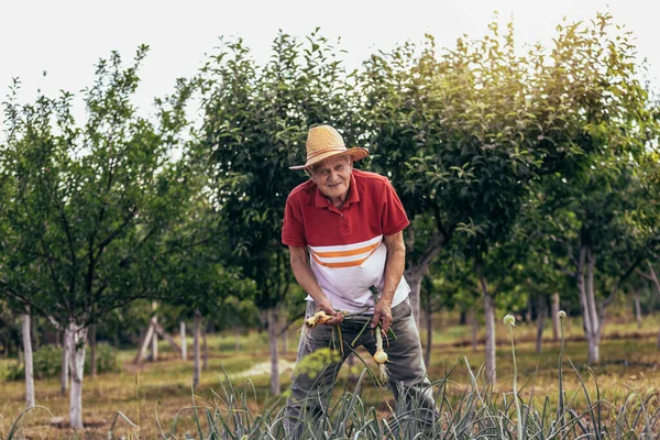 Senior Man Picking Onion Harvest Vegetable Garden Village — Stockfoto