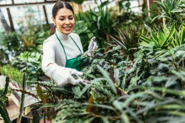 Woman florist working in a floral shop and taking care of a plant