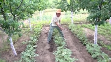 Farmer using a hoe to dig the soil ground to grow  potato tree plants in an agricultural field.