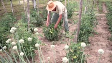 Gray haired old man working on vegetable garden in village