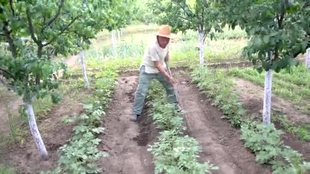 Фермер Использует Мотыгу Выкапывания Почвы Выращивать Картофельные Деревья Сельскохозяйственном Поле — стоковое видео