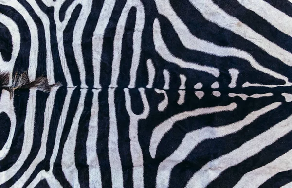 Real zebra skin with texture