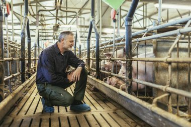 Veterinarian in the pig farm checking on the pig's health