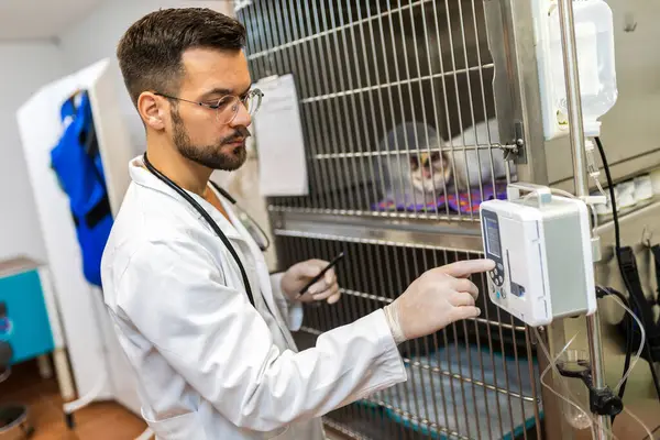 Veterinarian visits ill cat that is in cage.