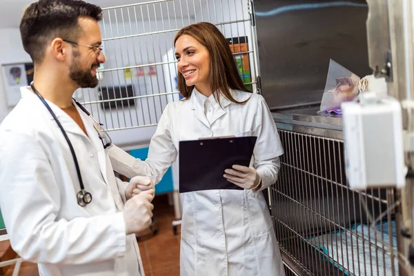 Veterinários Que Visitam Consultam Sobre Doença Gato — Fotografia de Stock