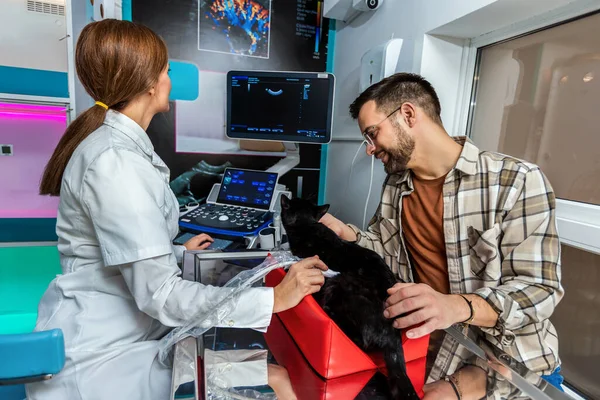 Cat having ultrasound scan in vet office. Cat in veterinary clinic