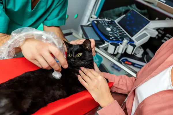 Cat Having Ultrasound Scan Vet Office Cat Veterinary Clinic — Stock Photo, Image