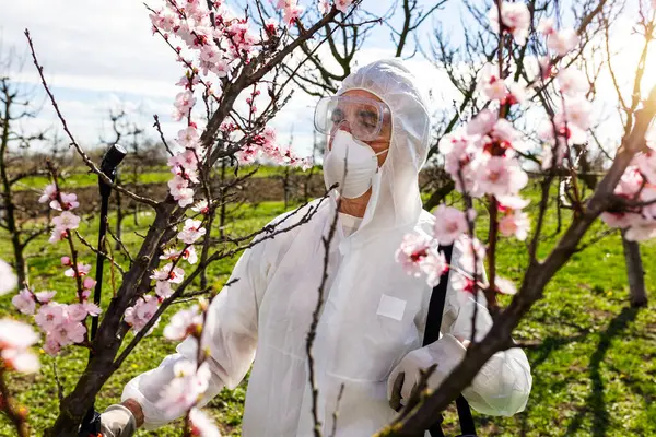 Natryskiwanie Drzewa Owocowego Pestycydami Organicznymi Lub Insektycydami Wiosną Rozpylanie Drzew — Zdjęcie stockowe
