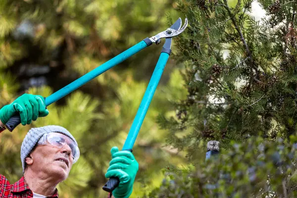 Садовник Обрезает Дерево Обрезками — стоковое фото