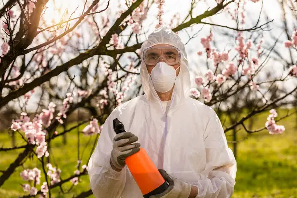 Árvore Frutas Pulverizantes Com Pesticida Orgânico Insecticida Primavera Pulverizando Árvores — Fotografia de Stock