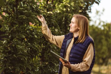 Agronomist meyve bahçesinin kalitesini tabletle kontrol eder. Kadın tarım uzmanı bitkilerin büyümesini inceliyor.