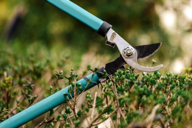 Bahçıvan budama makasıyla ağacı buduyor.