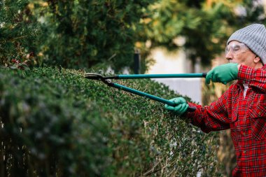 Bahçıvan budama makasıyla ağacı buduyor.