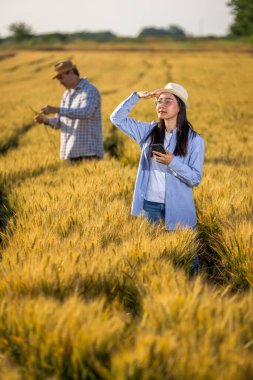  Taylandlı bir kadın çiftçi, altın buğday tarlasında arka planda yaşlı bir erkek çiftçiyle dikilirken dikkatlice uzaklara bakar..