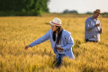 Taylandlı bir kadın çiftçi tarladaki altın buğdayın kalitesini kontrol etmek için telefonunu kullanırken yaşlı bir erkek çiftçi arka planda çalışıyor..
