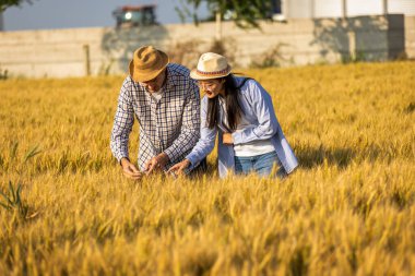 İki işçi buğday kaplı bir alanda büyük siloların önünde duruyor ve gelecek görevleri aktif olarak tartışıyorlar..