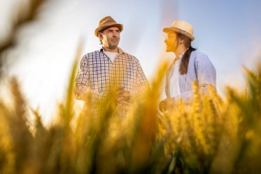 İki işçi buğday kaplı bir alanda büyük siloların önünde duruyor ve gelecek görevleri aktif olarak tartışıyorlar..
