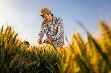 Kıdemli bir adam altın buğday tarlasında dikilirken kameraya güvenle gülümsüyor.