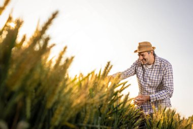 Kıdemli bir adam altın buğday tarlasında dikilirken kameraya güvenle gülümsüyor.