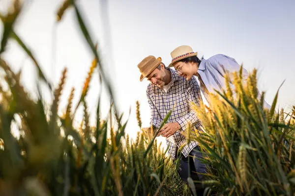 Taylandlı bir kadın çiftçi ve kıdemli bir erkek çiftçi tarladaki altın buğdayın kalitesini yakından inceliyor..