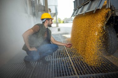 Kamyon işçiyle birlikte tahsilat noktasında mısır boşaltıyor