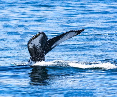 Suyun üstünde küçük kabuklu kambur balina kuyruğu. Samana Körfezi, Dominik Cumhuriyeti