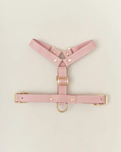 Collage isolated set of leather straps belts accessories collars leashes with rivets for dog pet