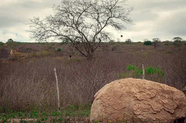Önünde bir kaya olan yarı kurak bir arazinin manzarası, kuru bir ağaç ve bazı yeşil bitkilerle birlikte kuru bir bitki örtüsü..