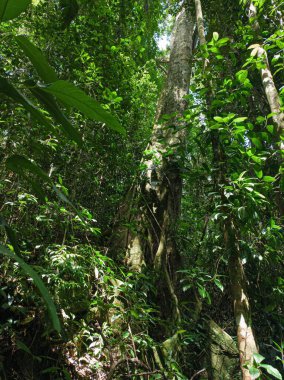 Tropikal yağmur ormanlarındaki büyük bir ağacın coşkusu.