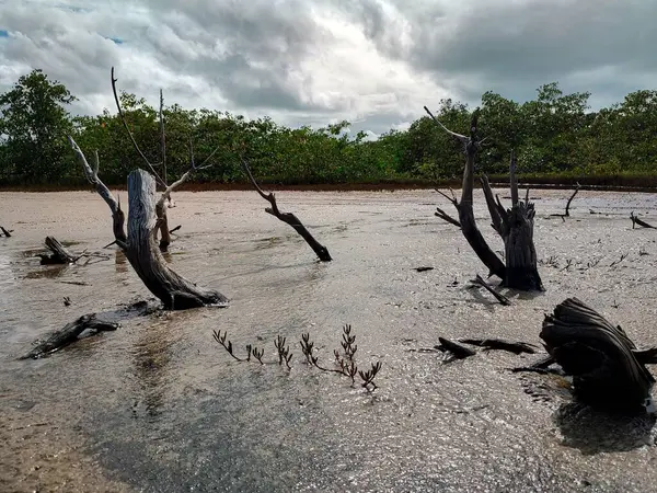 Mangrov çamurunun ortasında kurumuş, ölü sandıklar yatıyor..