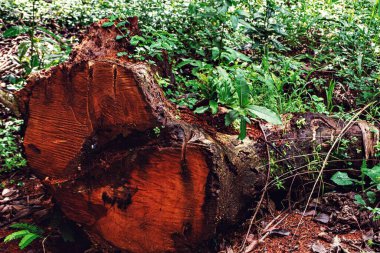 Ormanın ortasında büyük bir ağacın gövdesinin devrildiğini görmenin üzüntüsü.