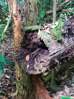 Yoğun bir yağmur ormanında, çürüyen ve yeşil yosunlarla kaplı bir ağaç gövdesi. Sahne, kuru yapraklar ve çevreleyen bitki örtüsü, sükuneti ve doğayla bağlantıyı çağrıştıran ekosistemin biyolojik çeşitliliğini vurguluyor..