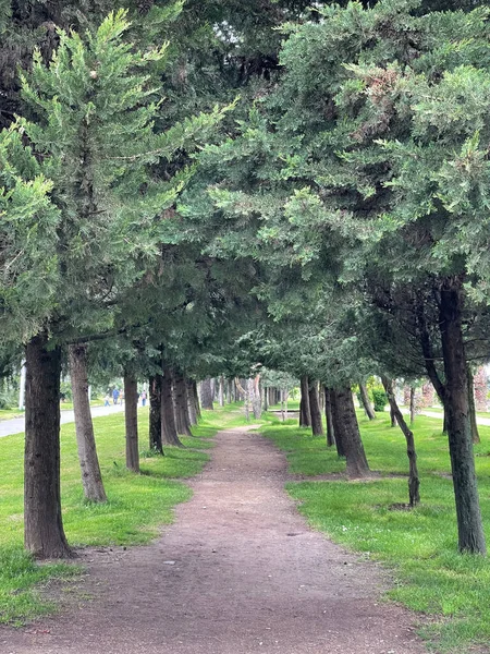 Красивый Коридор Деревьев Естественный Растительный Путь — стоковое фото