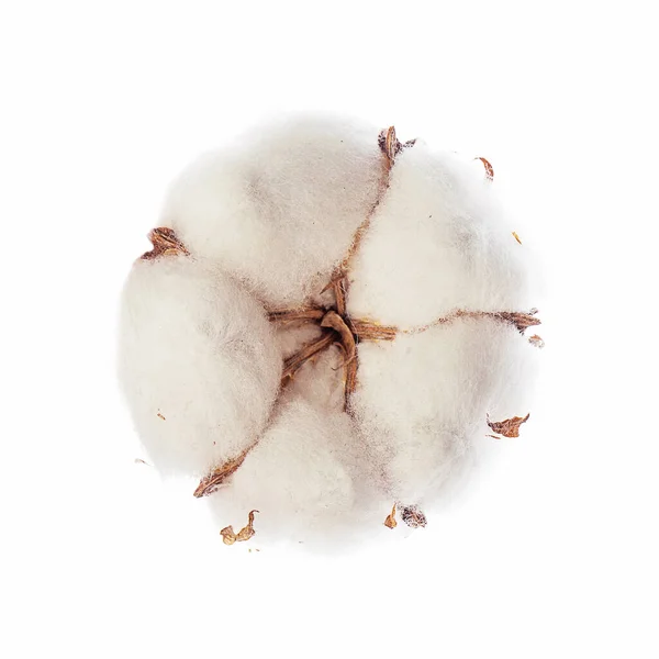 白い背景に孤立した綿の植物の花 — ストック写真