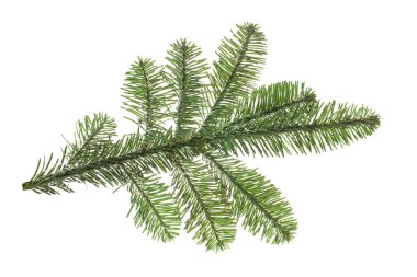 Beyaz arkaplanda izole edilmiş noel ağacı dalı