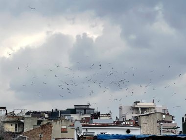 Gürültülü gökyüzü ve martılarla eski İstanbul binalarına bak