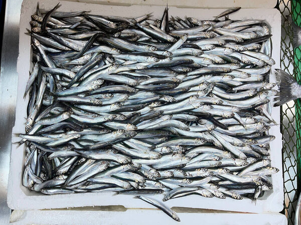 Fresh anchovies in Istanbul market