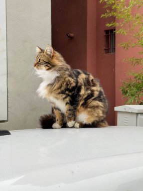 Beautiful striped cat is sitting on top of the car and relaxing